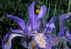  A single lovely blossom of early Spring Iris, off the access road to American Basin.