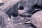A pair of Swallow-tailed Gulls, Hood Island, Islas Galpagos, Ecuador