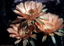 Flowers of an undetermined Echinopsis species.