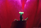 A tiny Preying Mantis on hybrid Trichocereus flower.
