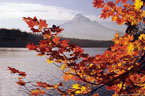 September - Autumn Vine Maples at Lost Lake, In the Mount Hood National Forest, Oregon.