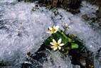 A Marsh Marigold displays its blossoms in an icy setting.