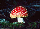 August - Amanita muscaria, the toxic Fly Agaric Mushroom, a photographer's favorite, San Juan Mountains, Colorado