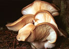 Unidentified mushroom, East Lakeshore Trail, Emerald Lake, Yoho National Park.