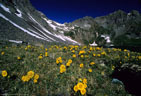 A stand of Alpine Sunflowers south of Upper Clear Lake.