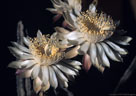 Flowers of the rare and endangered night-blooming 'Queen of the Night' cactus.