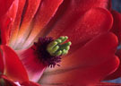 Detail of flower of Claret Cup Cactus - Southern Organ Mountains