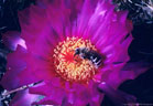 Bee in flower of the 'Turk's Head' cactus, Echinocactus horizonthalonius - Southern Organ Mountains