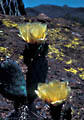 Yellow lichens form a backdrop for blooming Prickly Pears in the southern Organ Mountains.