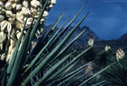 Waxy blossoms and daggerlike leaves of the Mountain Torrey Yucca, near Dripping Springs