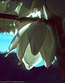 A Flower of Yucca eleta or Soaptree Yucca - Western Organ Mountains