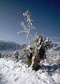 Snow covered yucca and rabbit tracks, Aguirre Springs Access Road