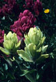 Color variations of Rose Paintbrush in an alpine meadow.