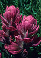 A colorful variety of  Alpine Rose Paintbrush.