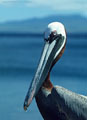 A portrait of a handsome Brown Pelican, Jarvis Island, Islas Galpagos, Ecuador