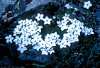 White Cushion Phlox among lichen-covered slabs.