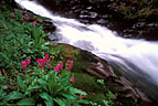 Fast water, Parry's Primroses, small stream in Blaine Basin.