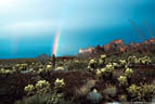 Rainbow and Teddybear Cholla, Kofa Mountains, Arizona