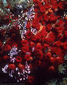 Scarlet zooanthids and white-tipped purple Calcerous Algae, Isla Guy Fawkes, Islas Galápagos, Ecuador