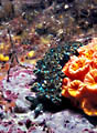A Mexican Dancer Nudibranch by an Orange Cup Coral.