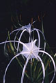 Flowering Spiderlily (Hymenocallis sp.) - Grand Cayman Island