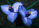 Flowers of the Western Spiderwort.  In wetter years such are common along the Pine Tree Trail.