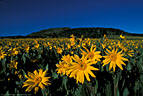 An abundant stand of Mule's Ears, a type of Sunflower, beside the Last Dollar Road.