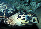 Portrait of Hawksbill Turtle, South coast, Grand Cayman Island, BWI