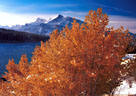 Fall color and snow at Two Jacks Lake, Banff National Park.