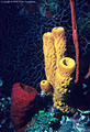 Yellow-orange Tube Sponges, a Red Cup Sponge, Red Rope Sponges, and in the background a Deep Water Gorgonian - North Wall, Grand Cayman Island