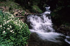 Small waterfall and flowering Heartleaved Bittercress, Blaine Basin.