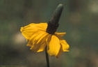 Portrait of Yellow Coneflower - White Mountains Wilderness Area, Lincon National Forest, New Mexico