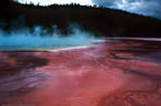 Red algae at Grand Prismatic Spring, in Yellowstone National Park, Wyoming