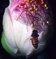 Honeybee on Opening Yum Yum Blossom - Suva, Viti Levu, Fiji
