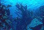 A Scuba Diver in a stand of Elkhorn Coral, south coast of Grand Cayman Island, BWI