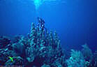 Caribbean Underwater Gallery III - Scuba diving on Caribbean sites