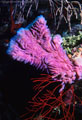 Purple Glassy Sponge and Orange Thread Gorgonians - Roatan, Bay Islands, Honduras