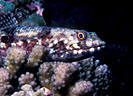 Lizardfish on Finger Coral, North wall, Grand Cayman Island, BWI