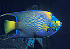 A colorful Queen Angelfish brightens a night dive on the Shipwreck Balboa, Grand Cayman Island BWI