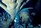French Angelfish by Elkhorn Coral, South coast, Grand Cayman Island, BWI