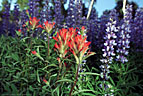 The bright red of Indian Paintbrush stands out in a field of Lupine.  Last Dollar Road