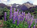A colorful stand of Lupine, off the access road to East Dallas Creek, Sneffels Range.