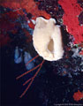 White Sponge, Red Encrusting Sponges, and Orange Thread Gorgonian,North Wall,  Grand Cayman Island